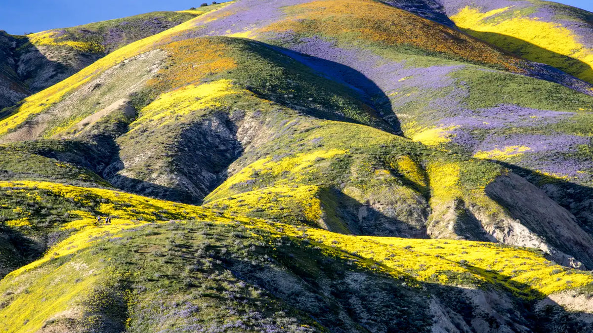 Camping flowers - Superbloom of yellow and purple wildflowers across the hills of Carrizo Plain National Monument, California