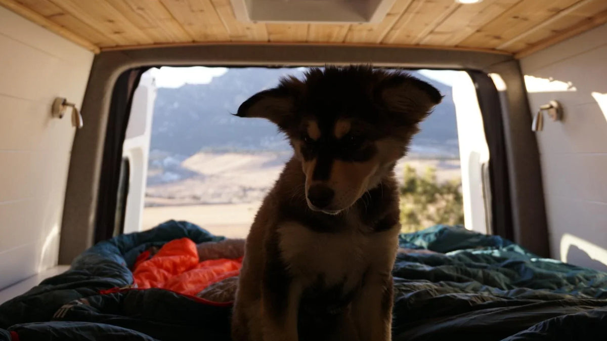 How to wash a sleeping bag - A puppy sitting on sleeping bags in the back of a camper van