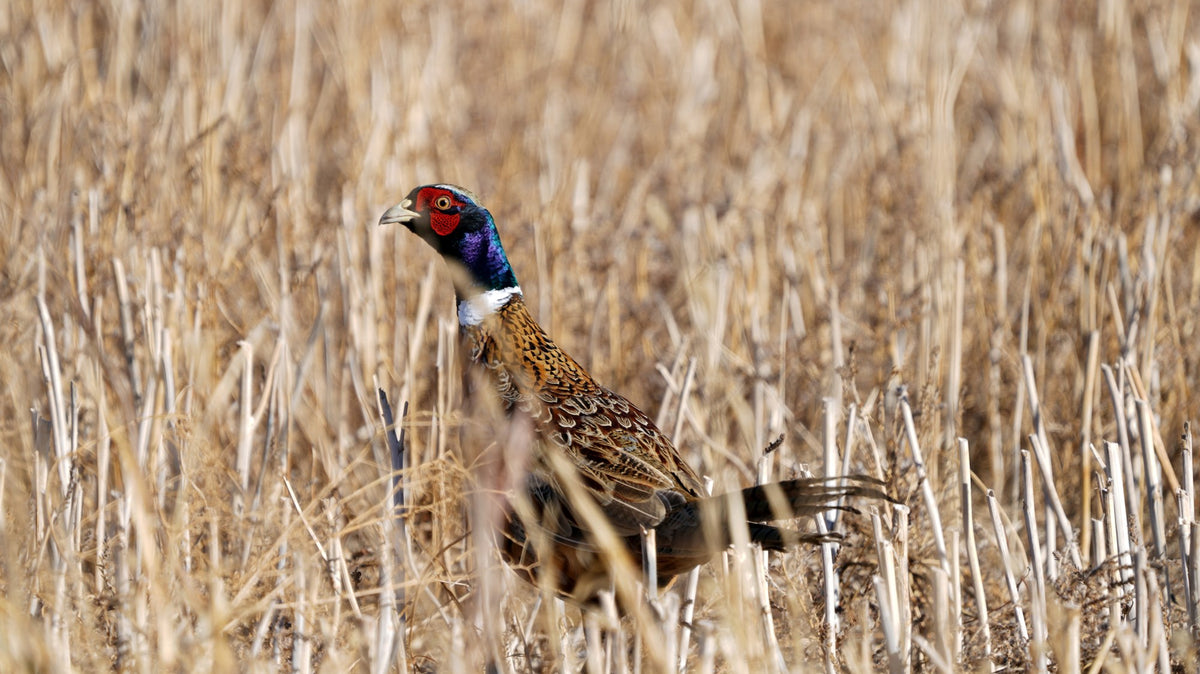 Hunting lodge - Rooster ring-necked pheasant standing in wheat stubble in a North Dakota field