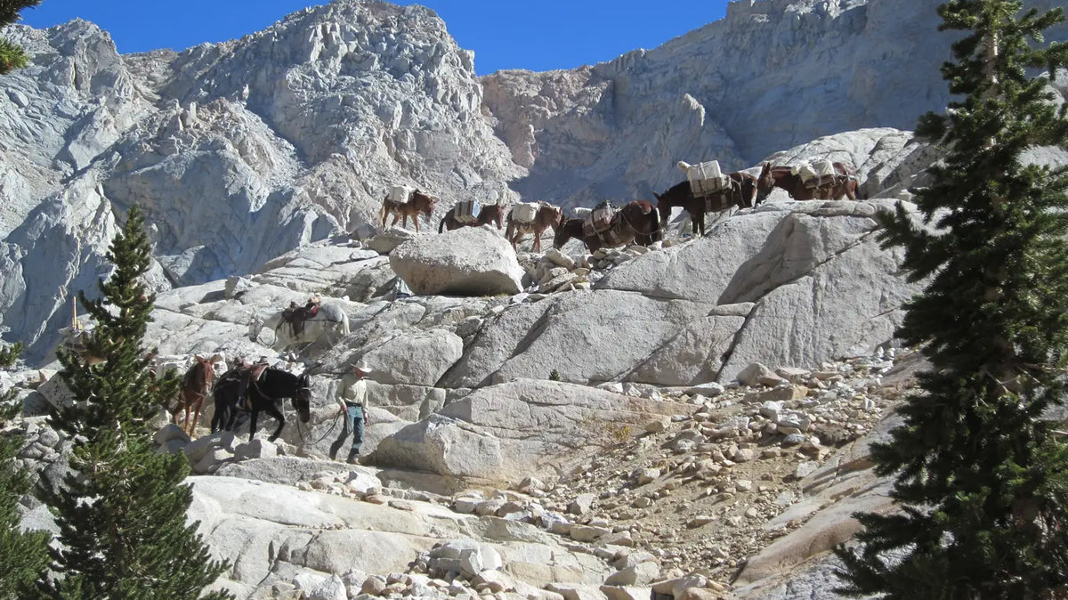 Mt Whitney Permits - A mule pack train crossing the granite switchbacks of the Mount Whitney Trail, Inyo National Forest