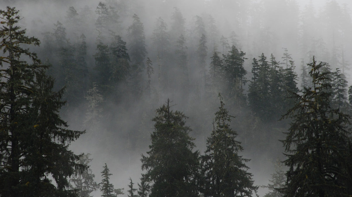 Rain peak - Mist rising through tall spruce trees in the Hoh Rain Forest, Olympic National Park