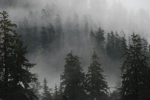 Rain peak - Mist rising through tall spruce trees in the Hoh Rain Forest, Olympic National Park