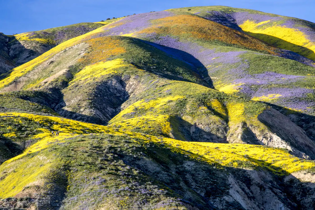 Camping flowers - Superbloom of yellow and purple wildflowers across the hills of Carrizo Plain National Monument, California