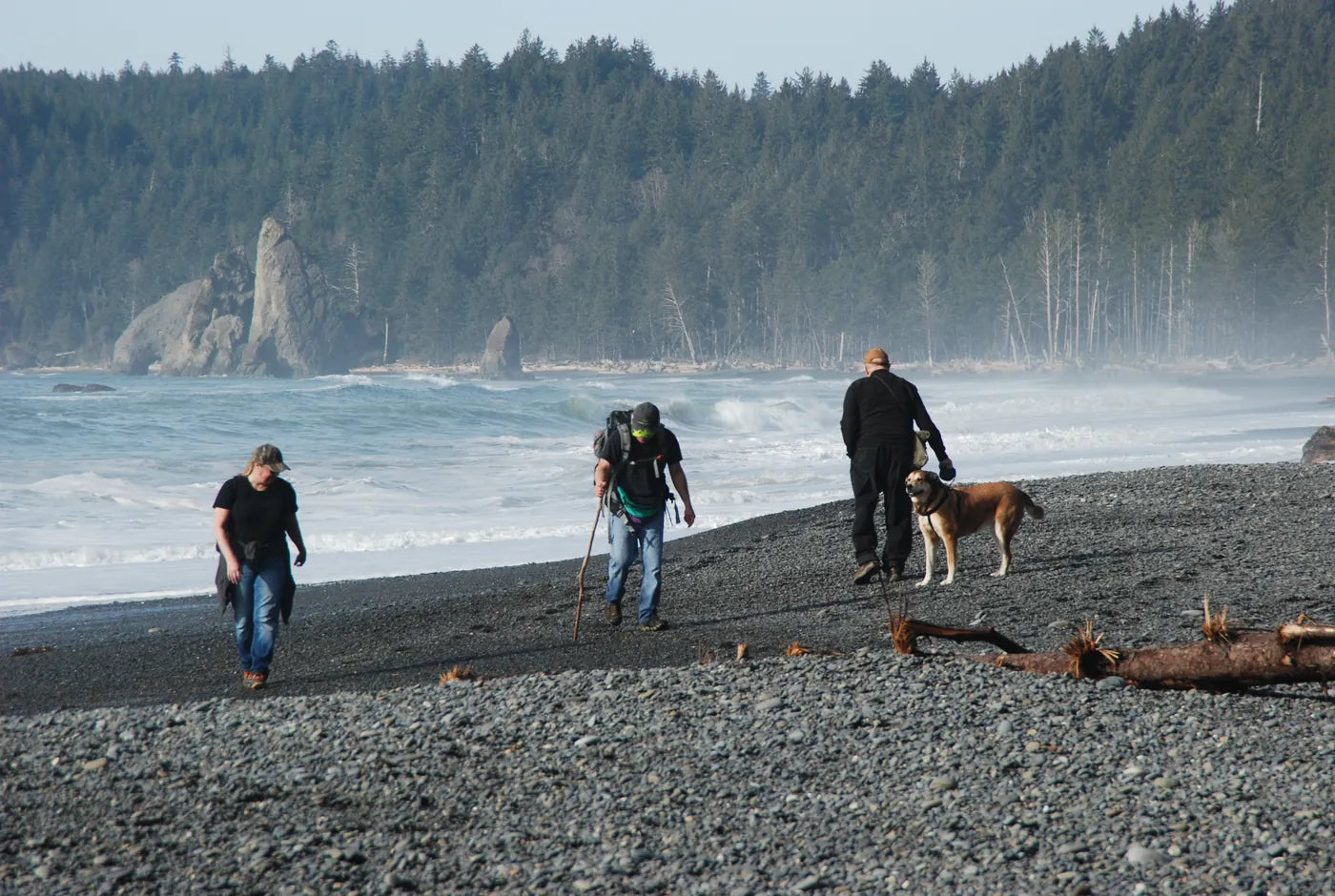 Dog friendly beaches near me - Visitors walking a leashed dog on Rialto Beach, Olympic National Park