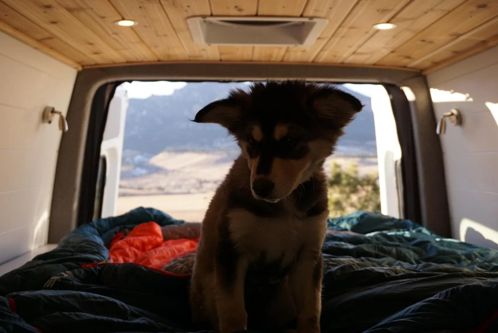 How to wash a sleeping bag - A puppy sitting on sleeping bags in the back of a camper van
