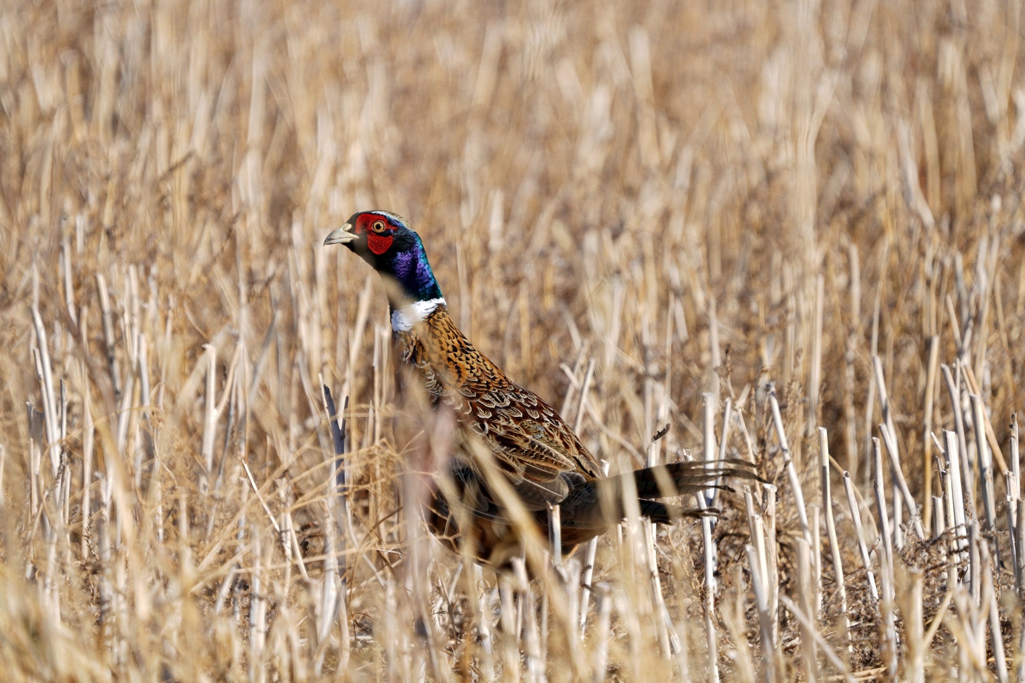 Hunting lodge - Rooster ring-necked pheasant standing in wheat stubble in a North Dakota field