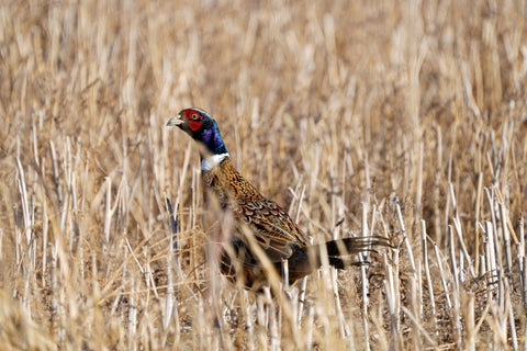 Hunting lodge - Rooster ring-necked pheasant standing in wheat stubble in a North Dakota field
