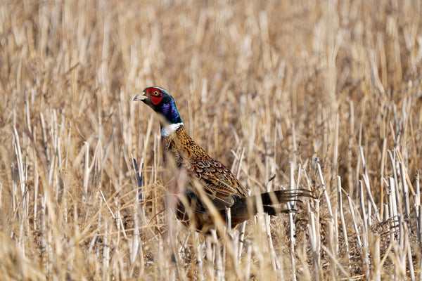 Hunting Lodge Guide: Costs, Seasons & Booking