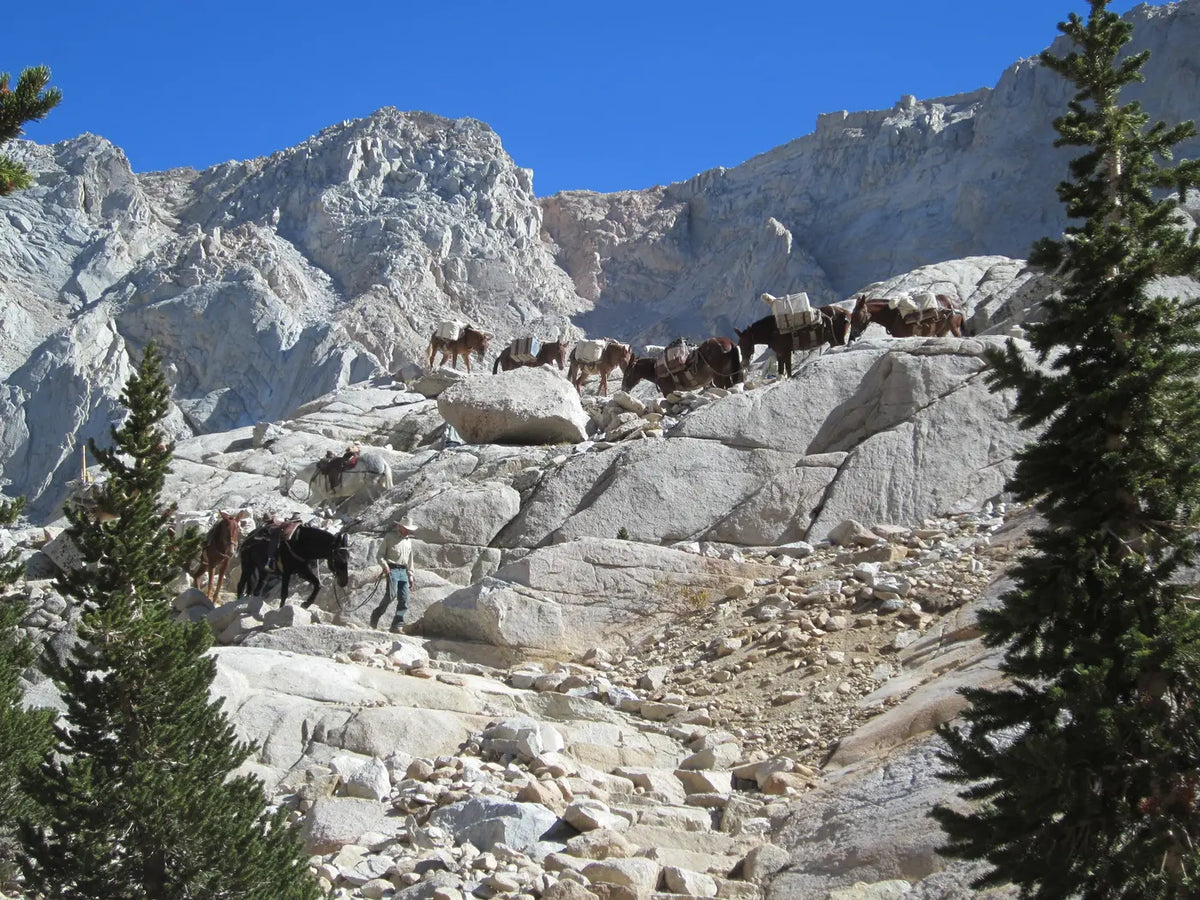 Mt Whitney Permits - A mule pack train crossing the granite switchbacks of the Mount Whitney Trail, Inyo National Forest