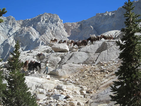 Mt Whitney Permits - A mule pack train crossing the granite switchbacks of the Mount Whitney Trail, Inyo National Forest
