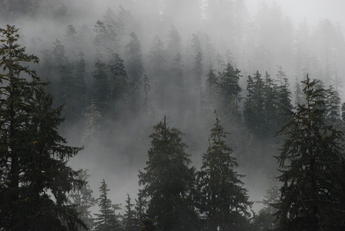 Rain peak - Mist rising through tall spruce trees in the Hoh Rain Forest, Olympic National Park